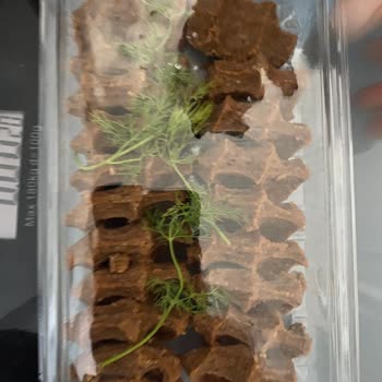 Eksik Ve Yanlış Ürün, Yetersiz Destek: Çocuklarım Aç Kaldı