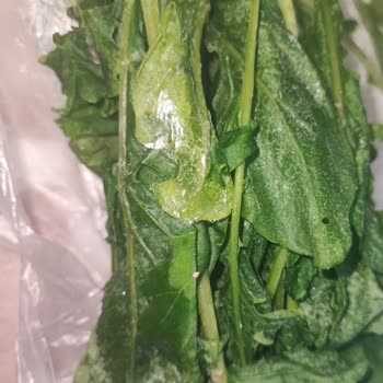 Beko Yeni Alınan Buzdolabı Sebzeleri Donduruyor, Servis Çözüm Sunamıyor