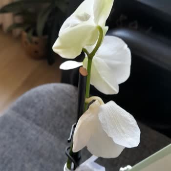 Kirli Ve Solmuş Orkideye Çözüm Sunulmadı Mağduriyetim Giderilmiyor