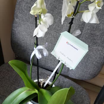 Kirli Ve Solmuş Orkideye Çözüm Sunulmadı Mağduriyetim Giderilmiyor