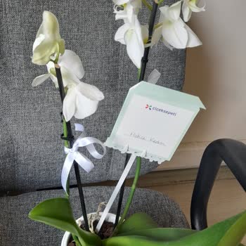 Kirli Ve Solmuş Orkideye Çözüm Sunulmadı Mağduriyetim Giderilmiyor