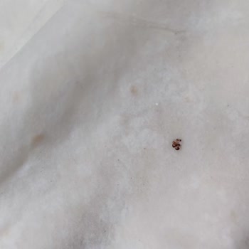 Melcan Yufka Paketinin İçinde Minik Minik Böcek Parçaları Olduğunu Fark Ettim