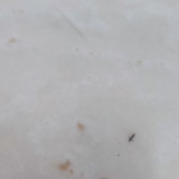 Melcan Yufka Paketinin İçinde Minik Minik Böcek Parçaları Olduğunu Fark Ettim