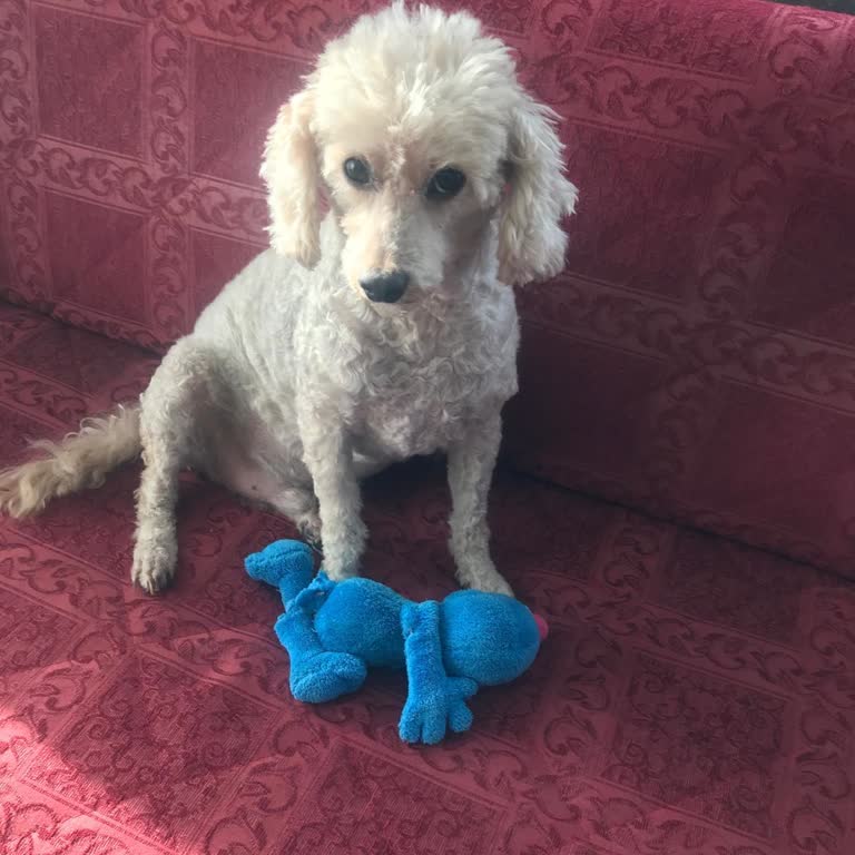 Yanlış Teşhis Ve İhmallerle Köpeğimizin Hayatını Kaybetmesi