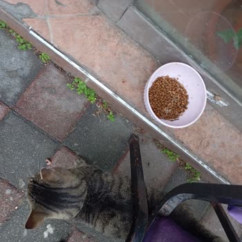 Kediler Mamasını Yemedi, İade İçin Siteye Ulaşamıyorum