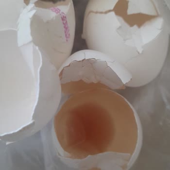 Aldığım Yumurtada Şüpheli Parça Ve Bozukluk, Mağazadan Dönüş Yok