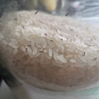 Satın Aldığım Pirinçte Böceklenme Ve Firma Taahhüdünün Yerine Getirilmemesi