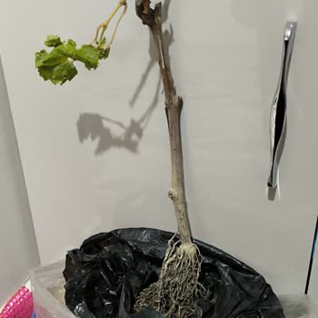 Sipariş Özelliklerine Uymayan Fidan Ve İlgisiz Müşteri Hizmeti