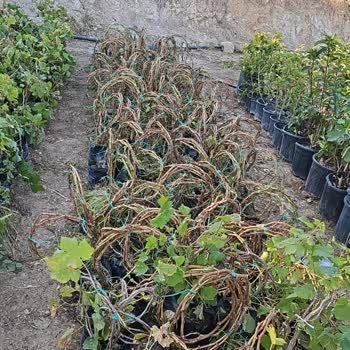 Sipariş Özelliklerine Uymayan Fidan Ve İlgisiz Müşteri Hizmeti