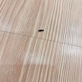 Robot Süpürge Halılarımı Kirletti, Satıcı Çözüm Sunmadı