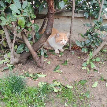 Acil Durumda Veterinerden Beklenen Yardım Sağlanmadı