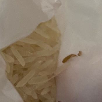 Aldığım Pirinçten Kurt Çıktı Migros Jetten Çözüm Bekliyorum