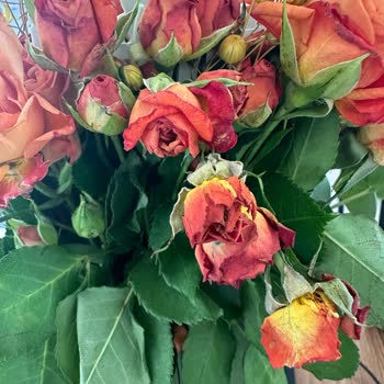 Aynı Gün Kuruyan Çiçek İçin Çözüm Talebi