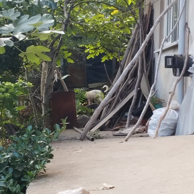 Sokak Köpekleri Mahallede Tehlike Oluşturuyor, Çözüm Bekliyoruz