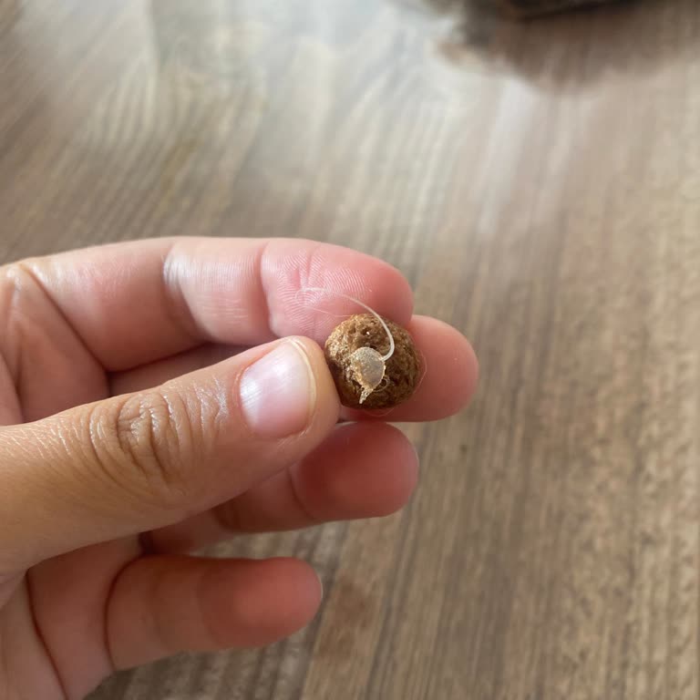 Kakaolu Tahıl Gevreğinden Çıkan Yabancı Madde Şoku