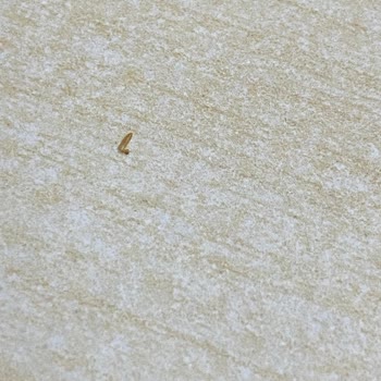 Ülker Altınbaşak Light Bisküvide Kurt Çıkması Nedeniyle Sağlık Ve Güven Sorunu