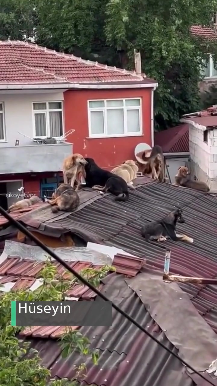 Gaziosmanpaşa Belediyesi Kaynar Sokaktaki Başıboş Sokak Hayvanları videonun kapak resmi
