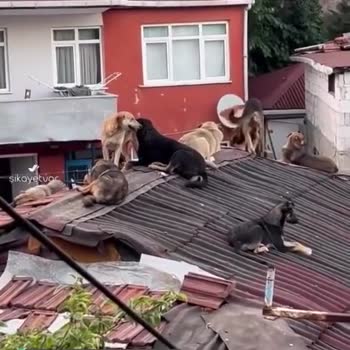 Gaziosmanpaşa Belediyesi Kaynar Sokaktaki Başıboş Sokak Hayvanları