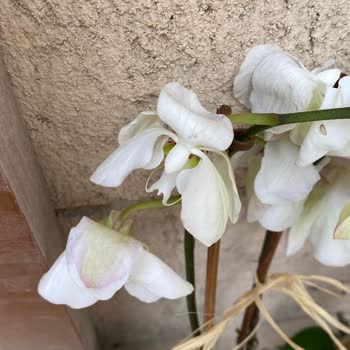 Teslim Edilen Orkide Solgun Ve Bakımsız Geldi, Ücret İadesi İstiyorum