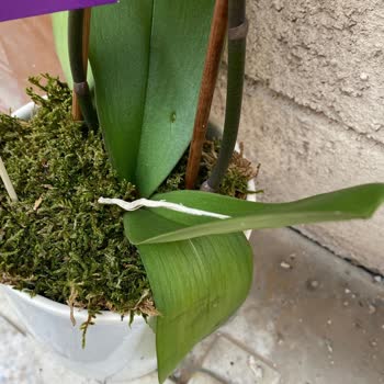 Teslim Edilen Orkide Solgun Ve Bakımsız Geldi, Ücret İadesi İstiyorum