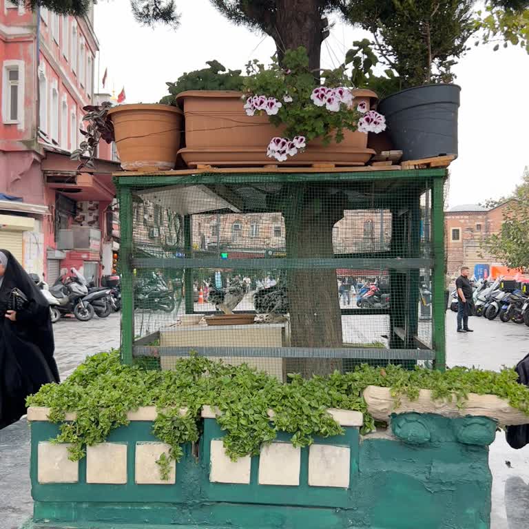Eminönü'nde Kafeslerde Sergilenen Tavuklara Acil Müdahale Gerekiyor