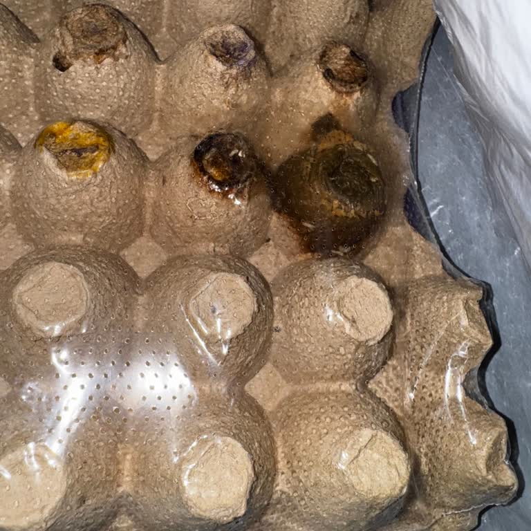 A101den Aldığım Yumurtalar Bozuk Ve Böcekli Çıktı Gıda Güvenliği Riski Yaşadım