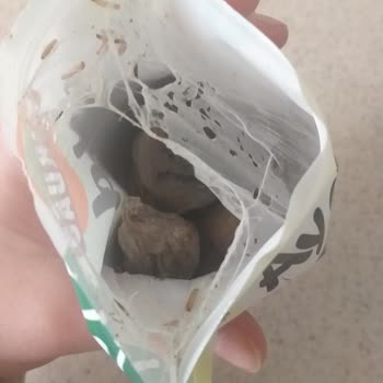 Aldığım Kuru İncirden Kurt Çıkması Nedeniyle Hayal Kırıklığı Yaşadım