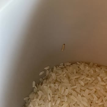 Migros'tan Alınan Pirinçte Kurt Çıktı, Mağduriyetim Giderilmiyor