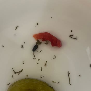 Kühne Kornişon Turşudan Böcek Çıkması Ve Firma İlgisizliği