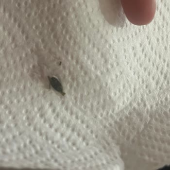 Kühne Kornişon Turşudan Böcek Çıkması Ve Firma İlgisizliği