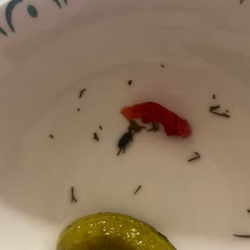 Kühne Kornişon Turşudan Böcek Çıkması Ve Firma İlgisizliği