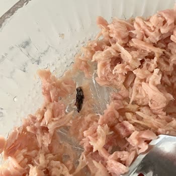 Aldığım Ton Balığı Konservesinde Böcek Çıktı, Sağlığım Tehlikeye Girdi
