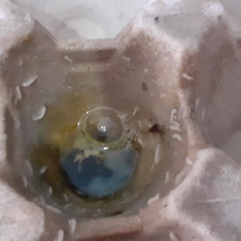 Migros Kırık ve Kurtlanmış Yumurtalar Nedeniyle Güven Kaybı ve İade Talebi