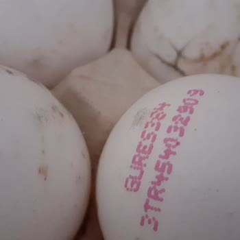 Migros Kırık ve Kurtlanmış Yumurtalar Nedeniyle Güven Kaybı ve İade Talebi