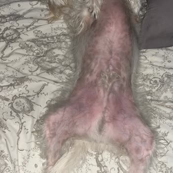 Seresto Köpek Tasması Alerjiye Sebep Oldu, Ücret İadesi Talebim Var