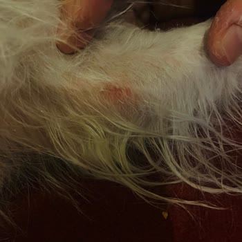 Seresto Köpek Tasması Alerjiye Sebep Oldu, Ücret İadesi Talebim Var