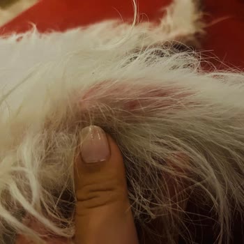 Seresto Köpek Tasması Alerjiye Sebep Oldu, Ücret İadesi Talebim Var