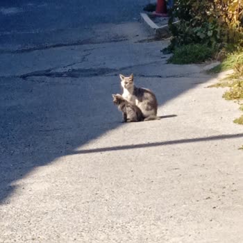 İşyeri Çevresindeki Kedilere Zarar Verilmesi Ve Yönetimin Olumsuz Tutumu