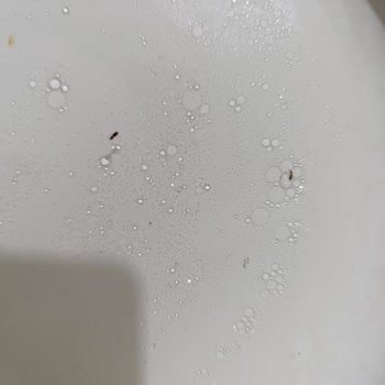 Paketli Makarna Ürününde Hijyen Sorunu ve Böcek Çıkması