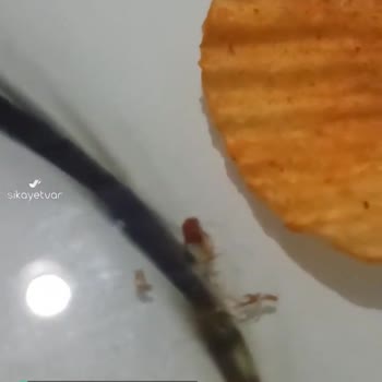Patito Cipsin İçinden Kıl Türü Bir Şey Çıktı