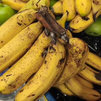 Happy Market Kavaklıda Sürekli Çürük Meyve Sebze Ve İlgisiz Personel Sorunu