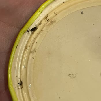 Vatan Marka Garnitürden Böcek Çıkması Ve İade Sorunu