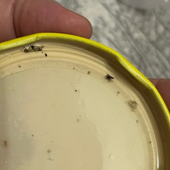 Vatan Marka Garnitürden Böcek Çıkması Ve İade Sorunu