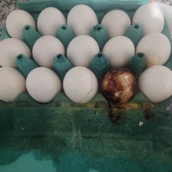 Migros Hemen Siparişlerimde Sürekli Kırık Yumurta Ve Çürük Sebze Gönderiliyor