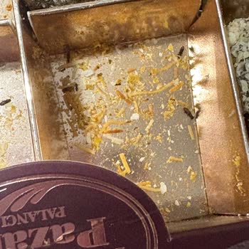 Hediye Lokumda Böcek Çıkması Nedeniyle Büyük Hayal Kırıklığı