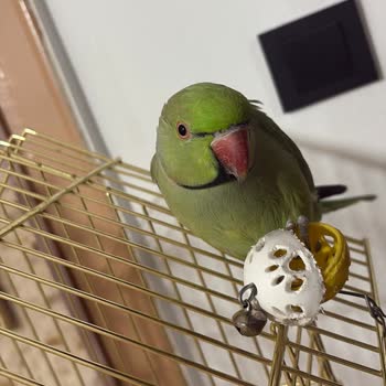 Tarihi Geçmiş Ve Böcekli Kuş Yemi İadesi Reddedildi