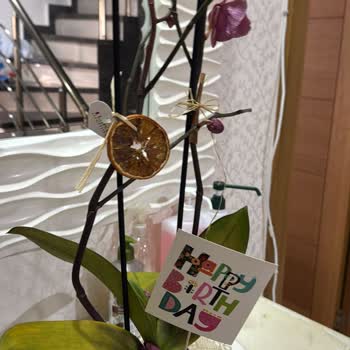 Çiçek Siparişi Kısa Sürede Soldu Müşteri Hizmetleri Çözüm Sunmadı