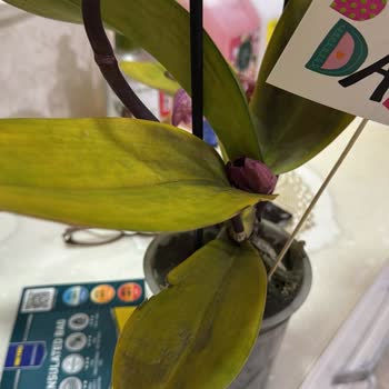 Çiçek Siparişi Kısa Sürede Soldu Müşteri Hizmetleri Çözüm Sunmadı