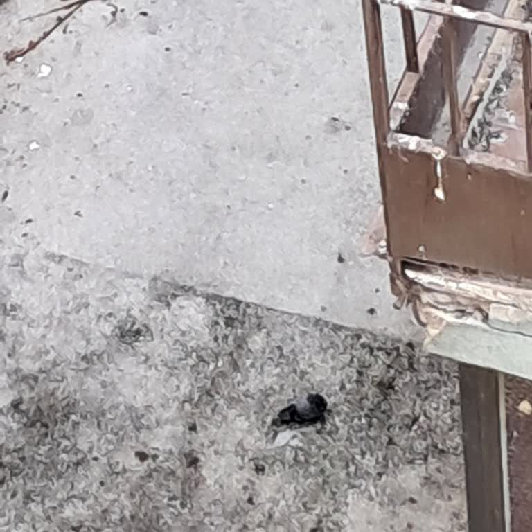 Yaralı Yavru Güvercin İçin Yapılmayan Müdahale Ve Belediyenin İlgisizliği