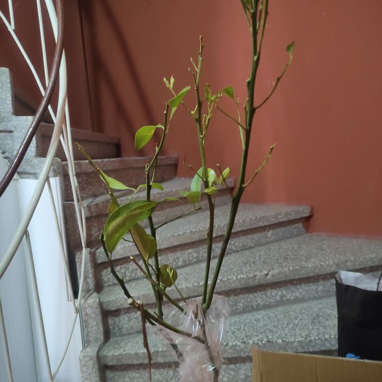 Aldığım Mandalina Fidanları Kusurlu Geldi, Firma Desteği Alamıyorum